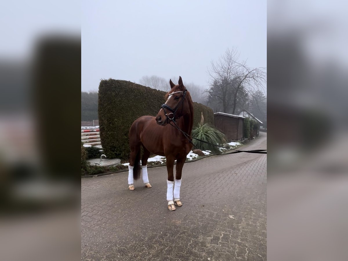 Oldenburg Mare 4 years 16,1 hh Chestnut-Red in Ratingen