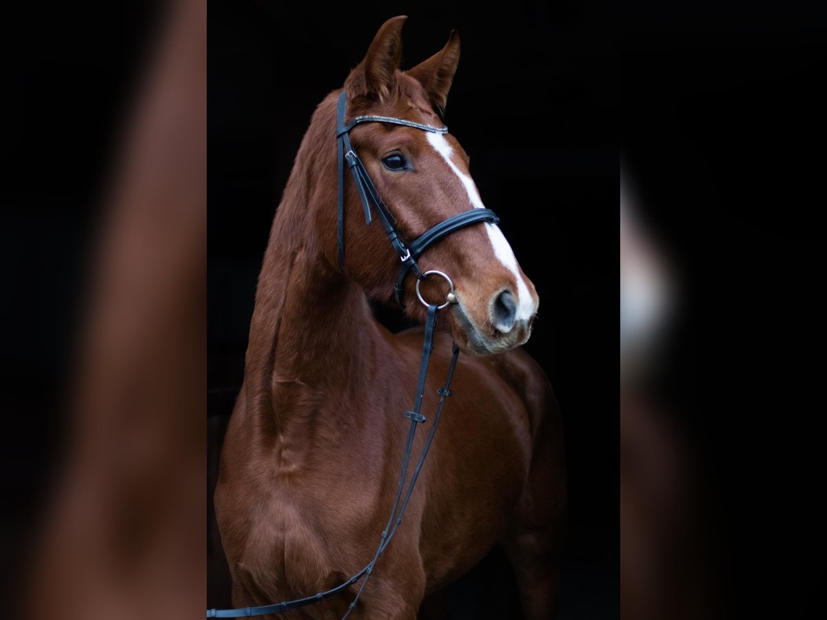 Oldenburg Mare 4 years 16,1 hh Chestnut-Red in Kolkwitz