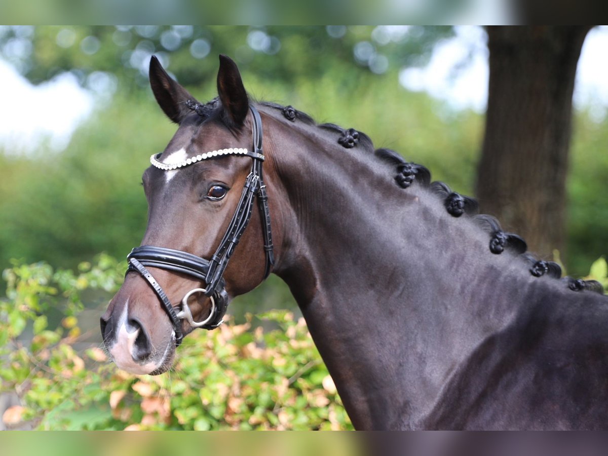 Oldenburg Mare 4 years 16,2 hh Bay-Dark in Wolfsburg