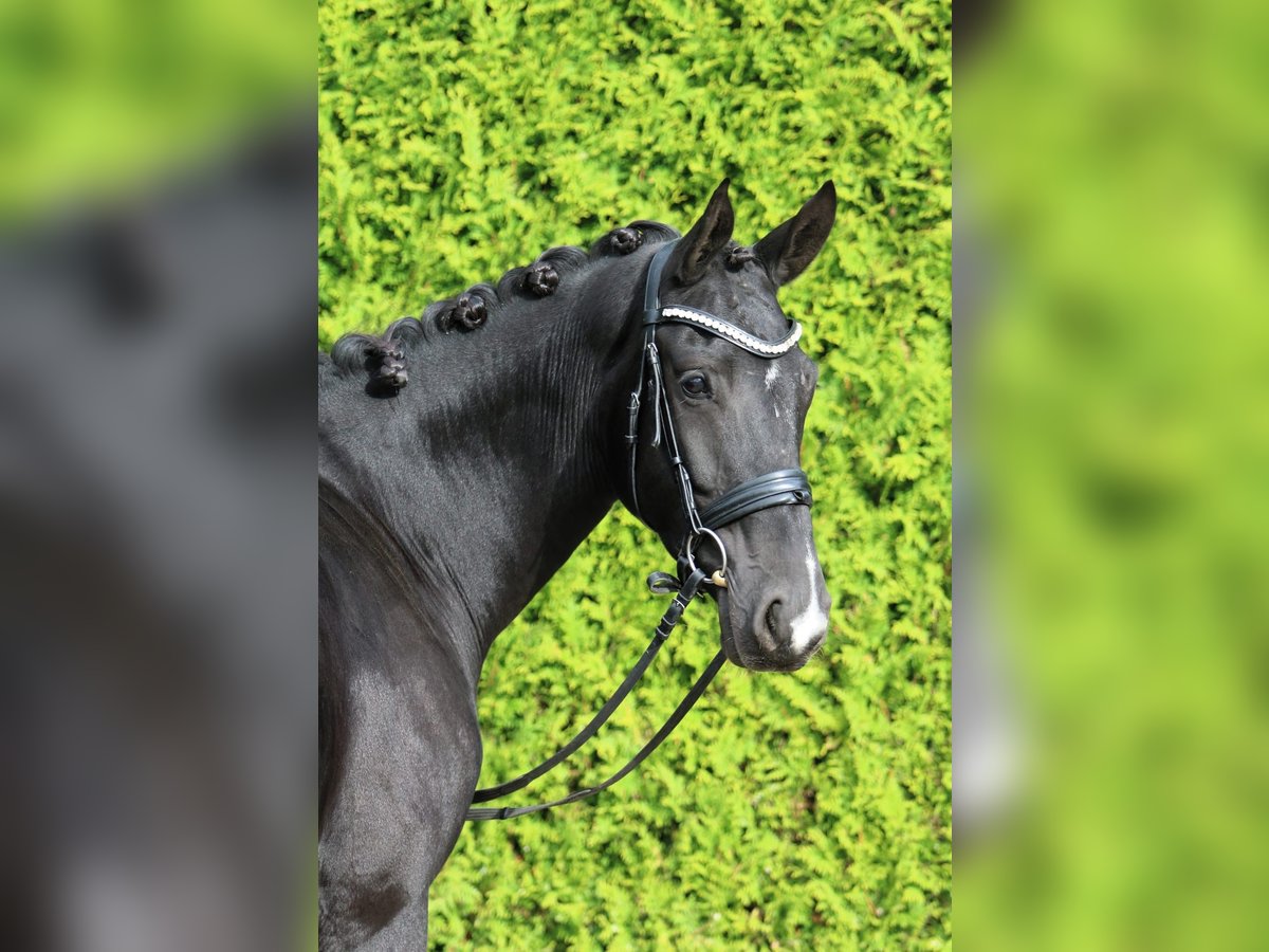 Oldenburg Mare 4 years 16,2 hh Black in Bönen