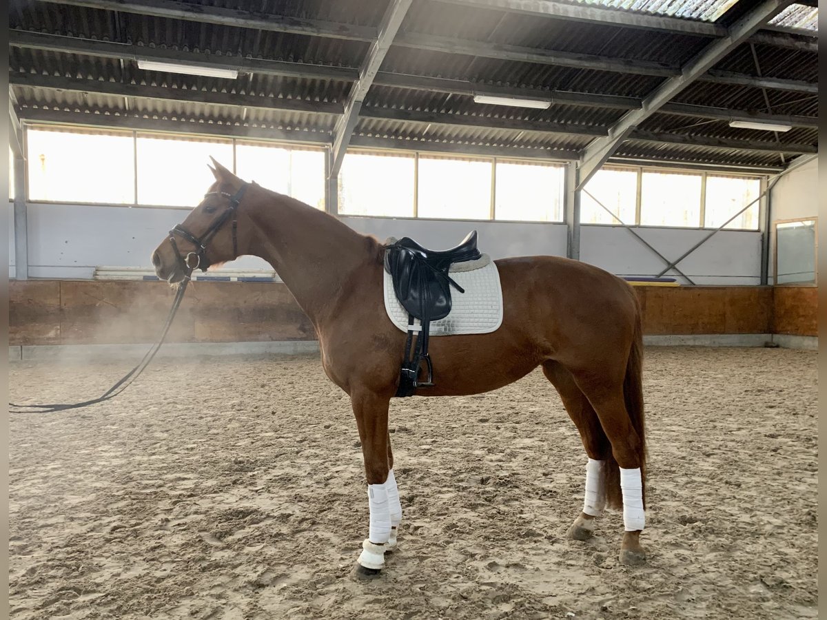 Oldenburg Mare 4 years 16,2 hh Chestnut-Red in Ladeburg