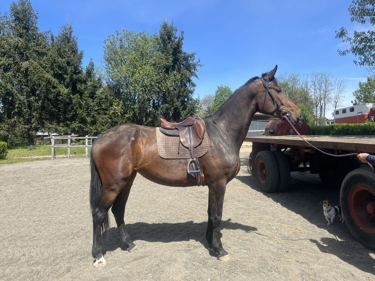 Oldenburg Mare 4 years 16,2 hh in Lurago marinone