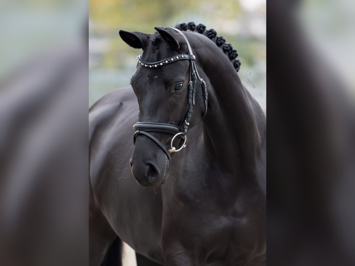 Oldenburg Mare 4 years 16 hh Black in Limbricht