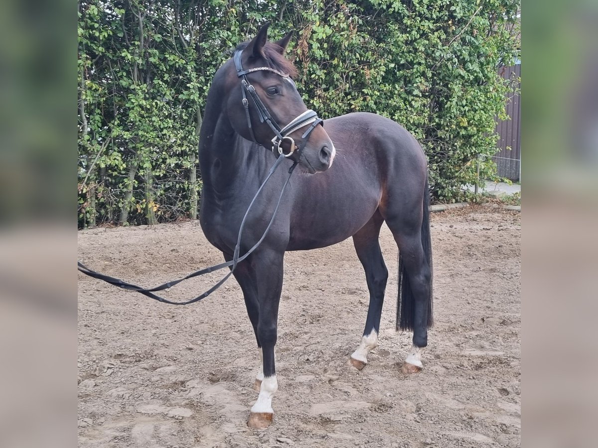 Oldenburg Mare 4 years 16 hh Brown in Stuhr
