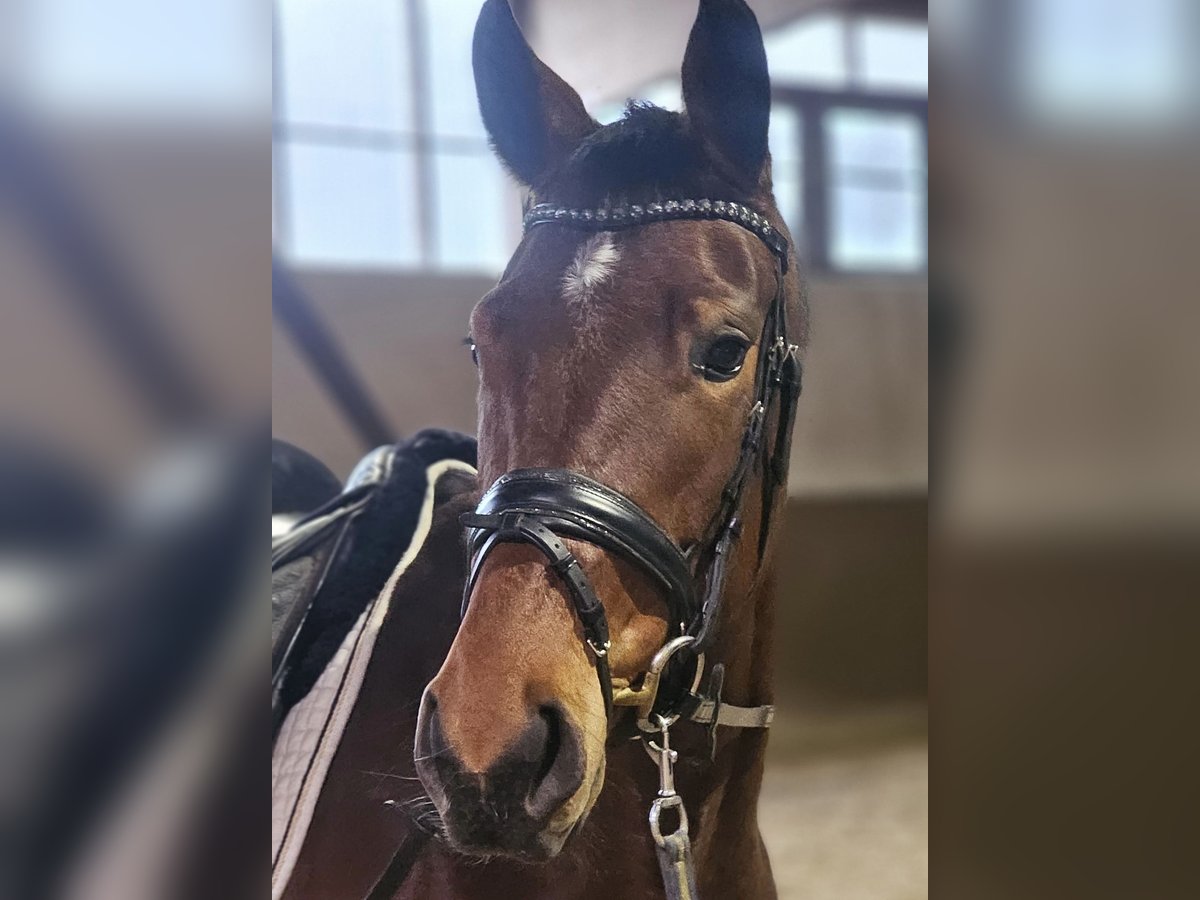 Oldenburg Mare 4 years 16 hh Brown in Ibbenbüren