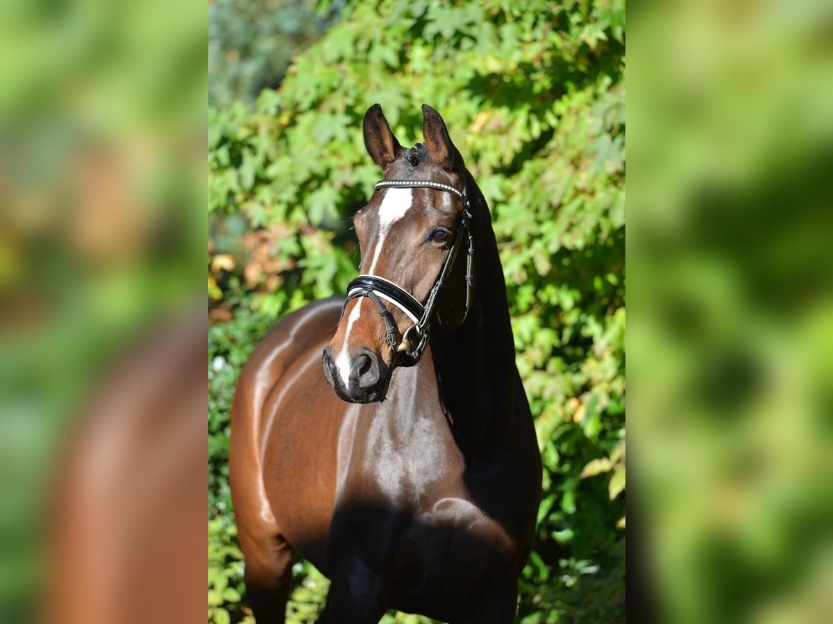 Oldenburg Mare 4 years 16 hh Brown in Visbek