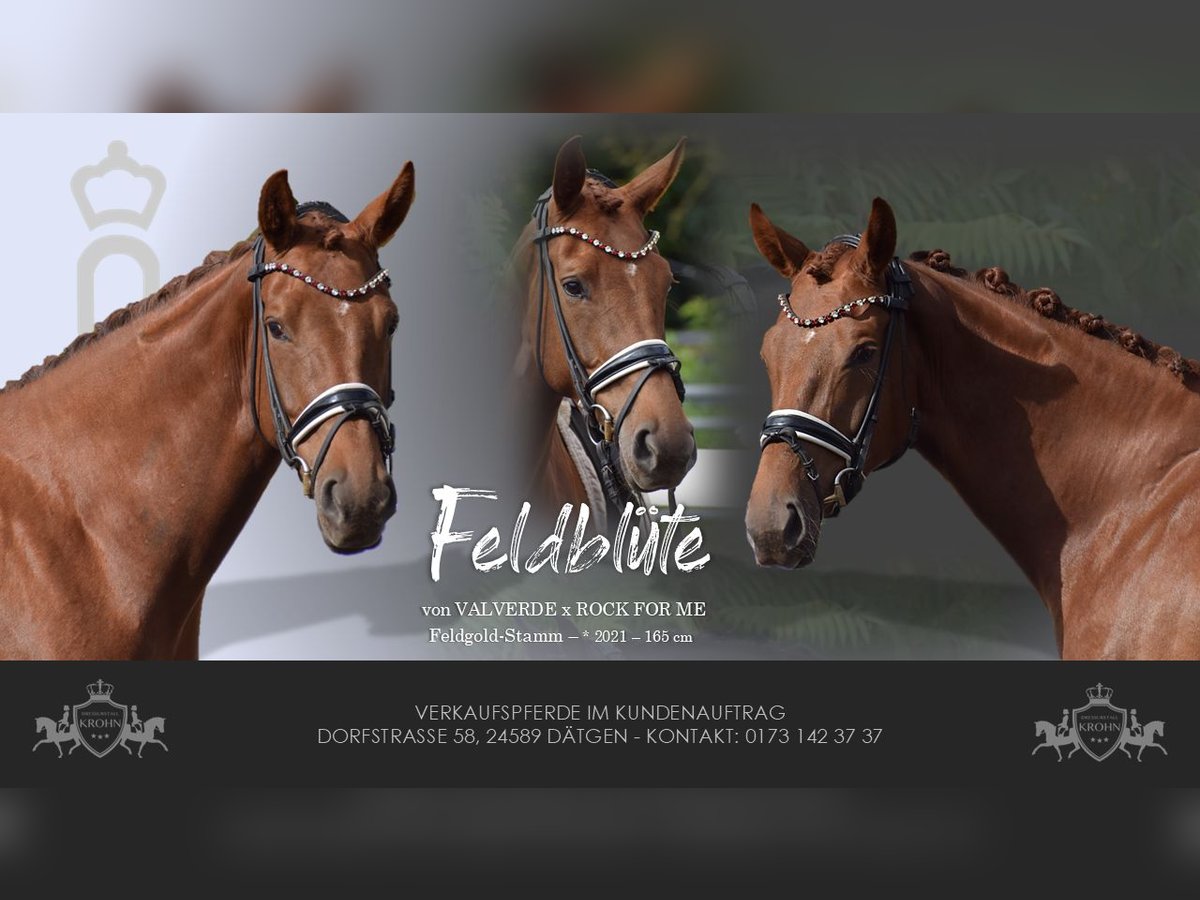 Oldenburg Mare 4 years 16 hh Chestnut in Sch&#xFC;lp bei Nortorf