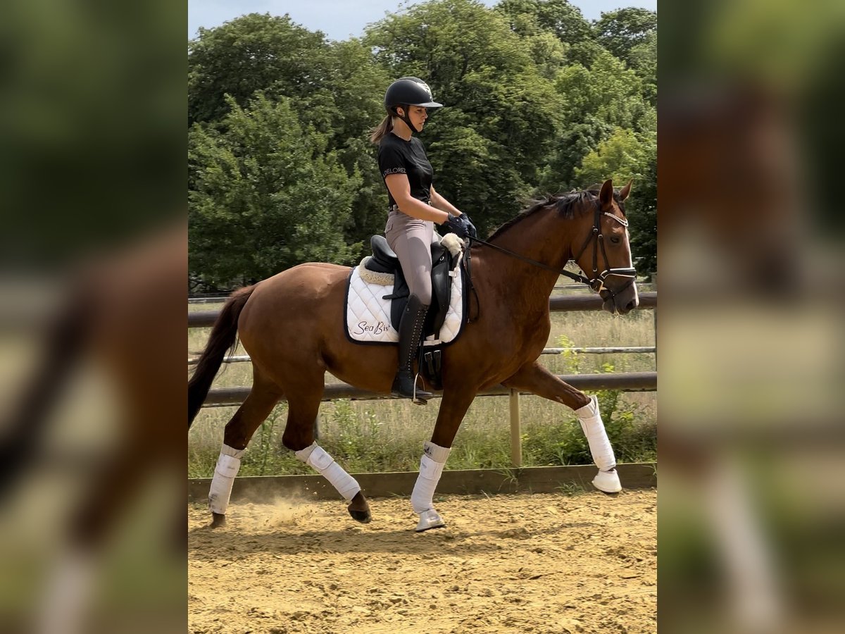 Oldenburg Mare 4 years 16 hh Chestnut in Sch&#xF6;neiche bei Berlin