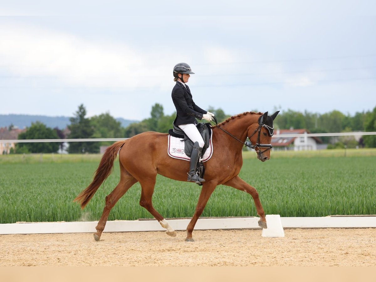 Oldenburg Mare 4 years 16 hh Chestnut-Red in Sankt Wolfgang