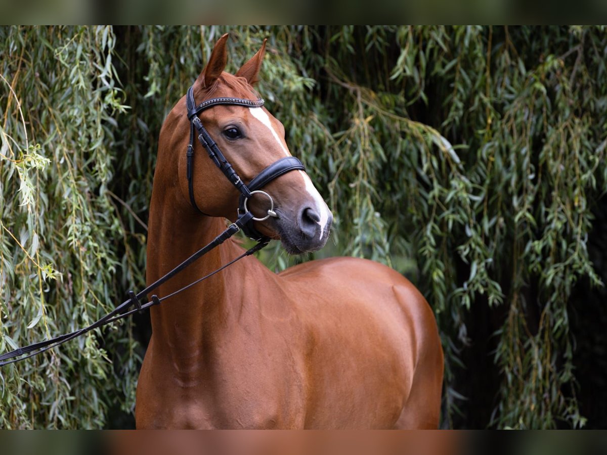 Oldenburg Mare 4 years 16 hh Chestnut-Red in Homberg (Ohm)