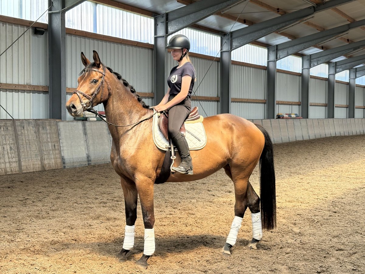 Oldenburg Mare 4 years 16,1 hh Bay-Dark in Aurich