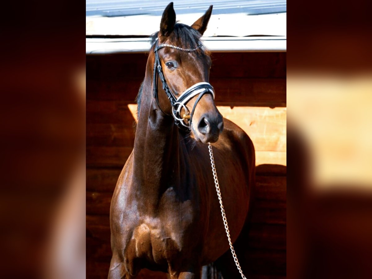 Oldenburg Mare 4 years 16,1 hh Bay-Dark in Hof