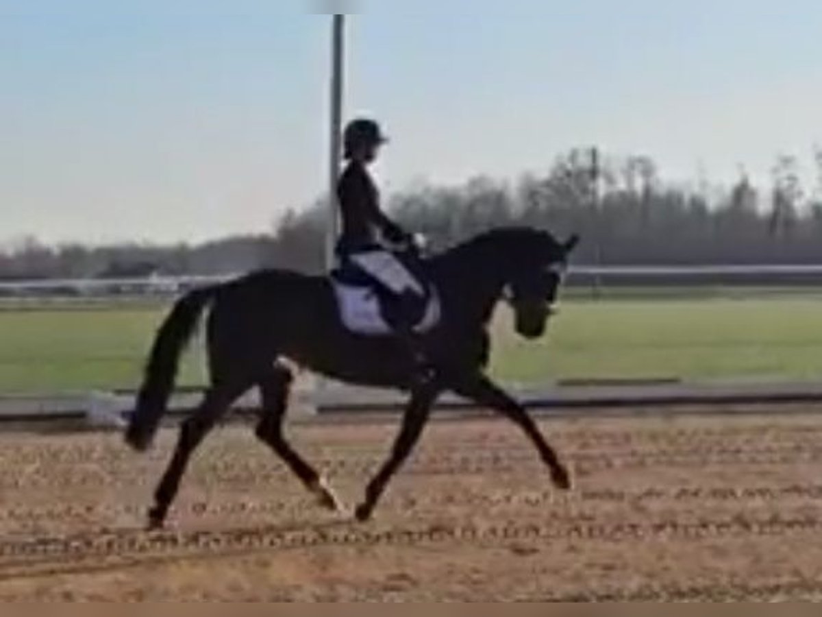 Oldenburg Mare 4 years 16,1 hh Bay-Dark in Sankt Wolfgang