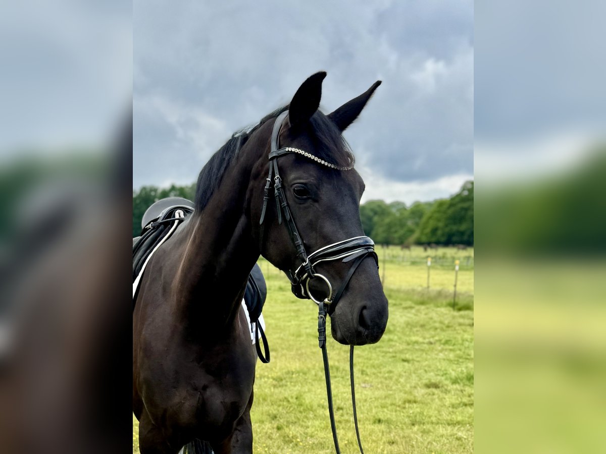 Oldenburg Mare 4 years 16,1 hh Black in Hamburg Oldenburg Mare 4 years 16,1 hh Black in Hamburg