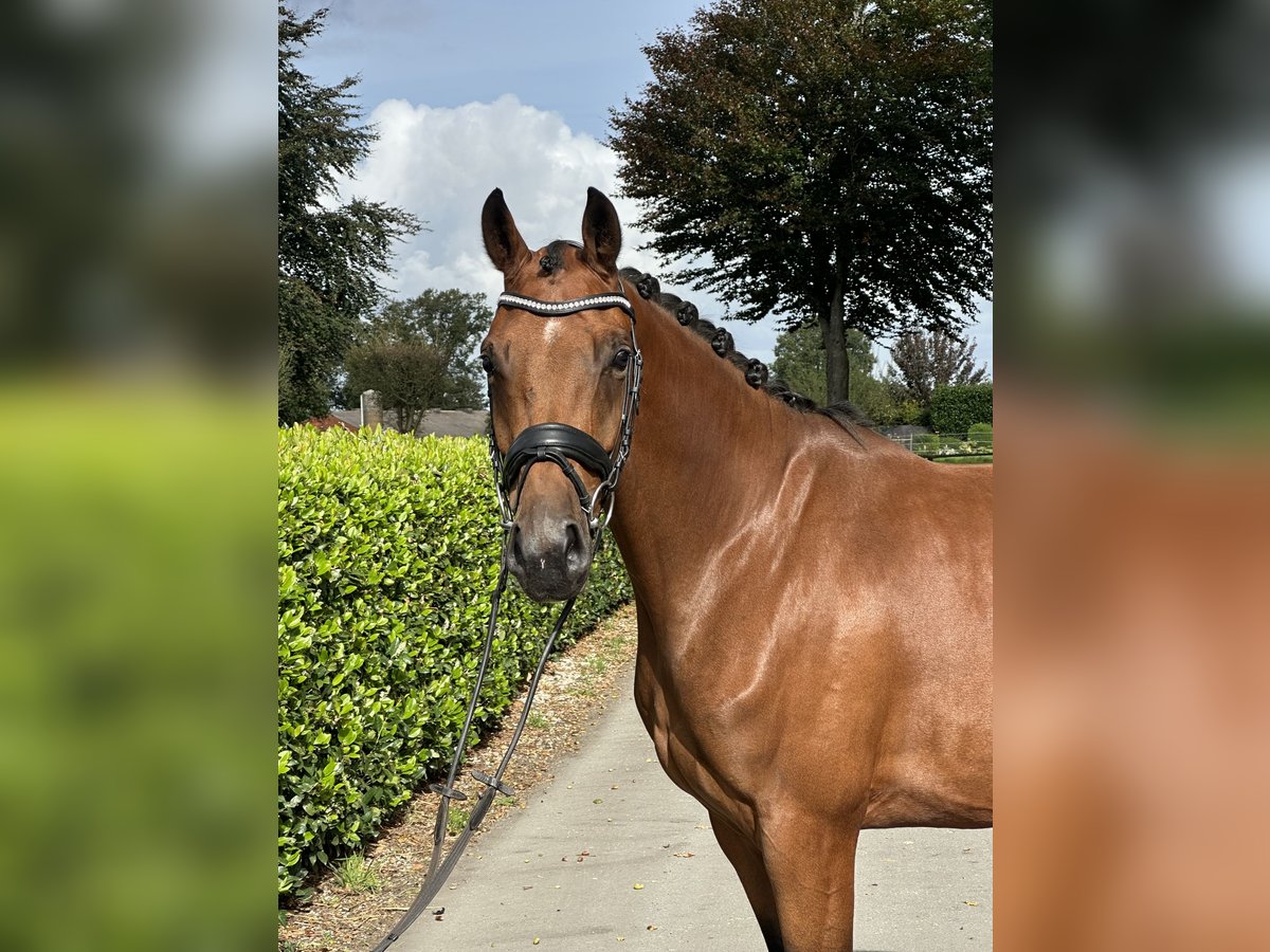 Oldenburg Mare 4 years 16,1 hh Brown in Vechta Oldenburg Mare 4 years 16,1 hh Brown in Vechta
