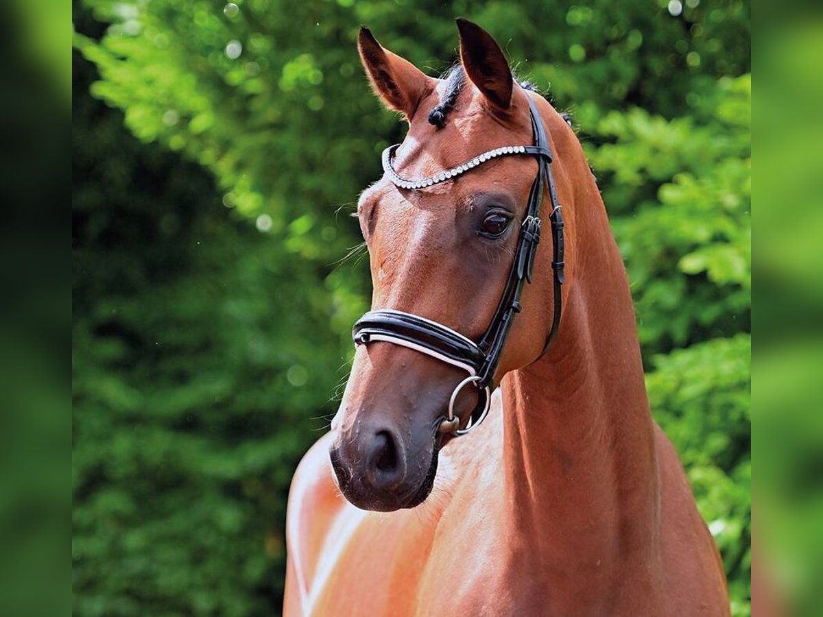 Oldenburg Mare 4 years 16,1 hh Brown in Vechta