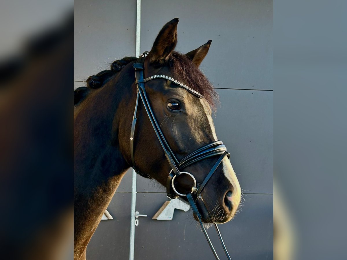 Oldenburg Mare 4 years 16,1 hh Brown in Windeck