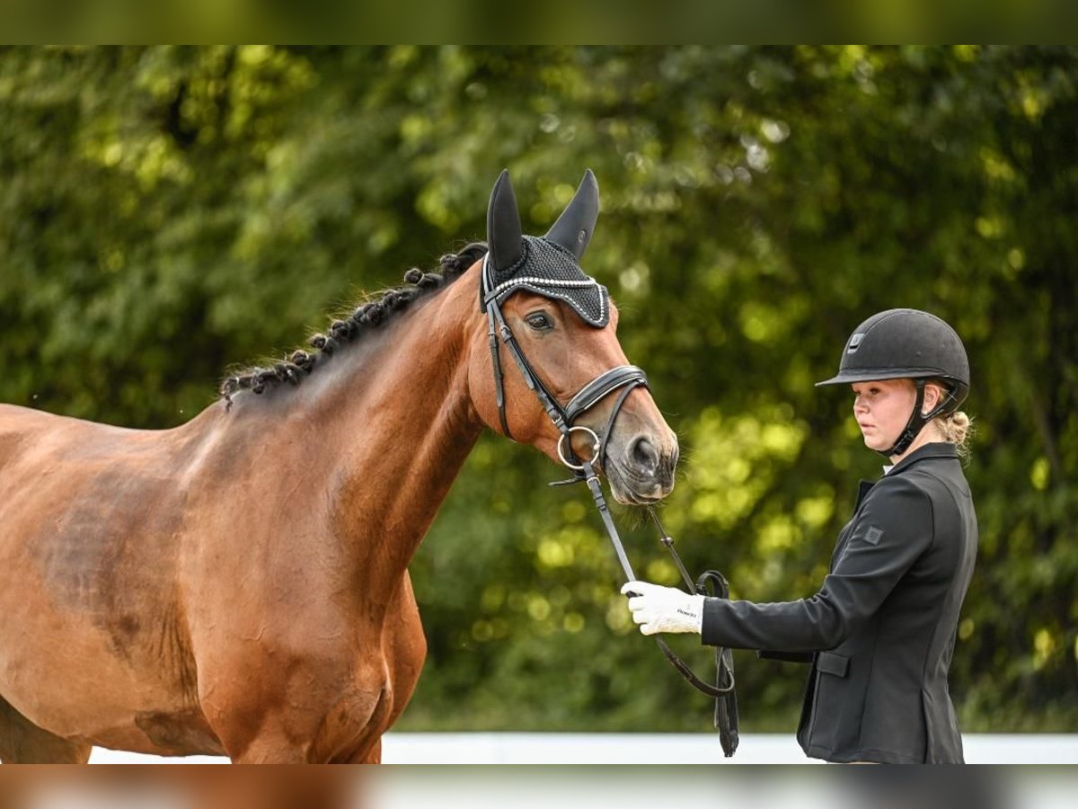 Oldenburg Mare 4 years 16,1 hh Brown in Lilienthal