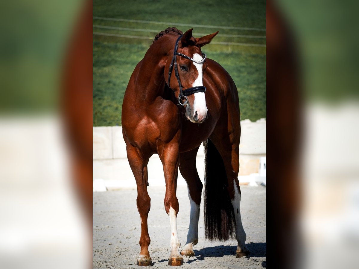 Oldenburg Mare 4 years 16,1 hh Chestnut in Nettersheim Oldenburg Mare 4 years 16,1 hh Chestnut in Nettersheim