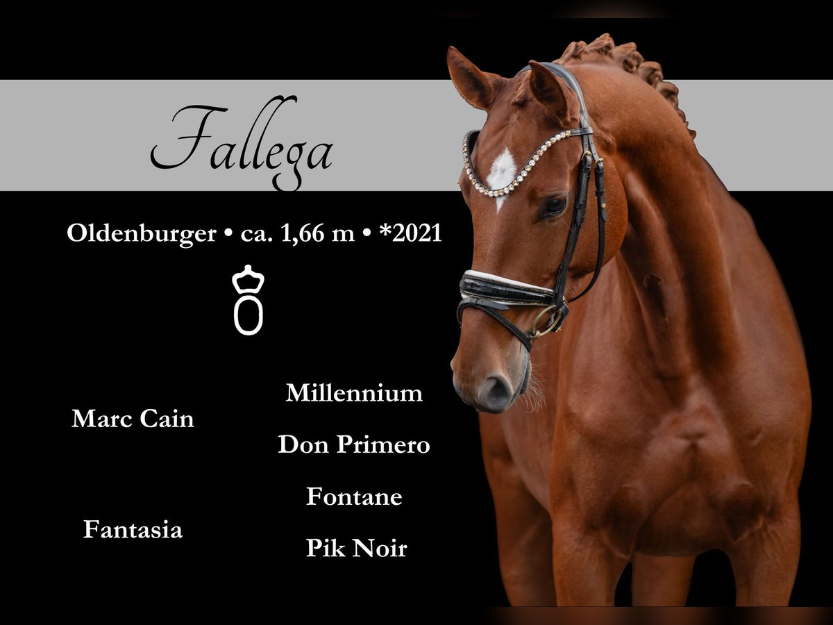 Oldenburg Mare 4 years 16,1 hh Chestnut-Red in Wehringen Oldenburg Mare 4 years 16,1 hh Chestnut-Red in Wehringen