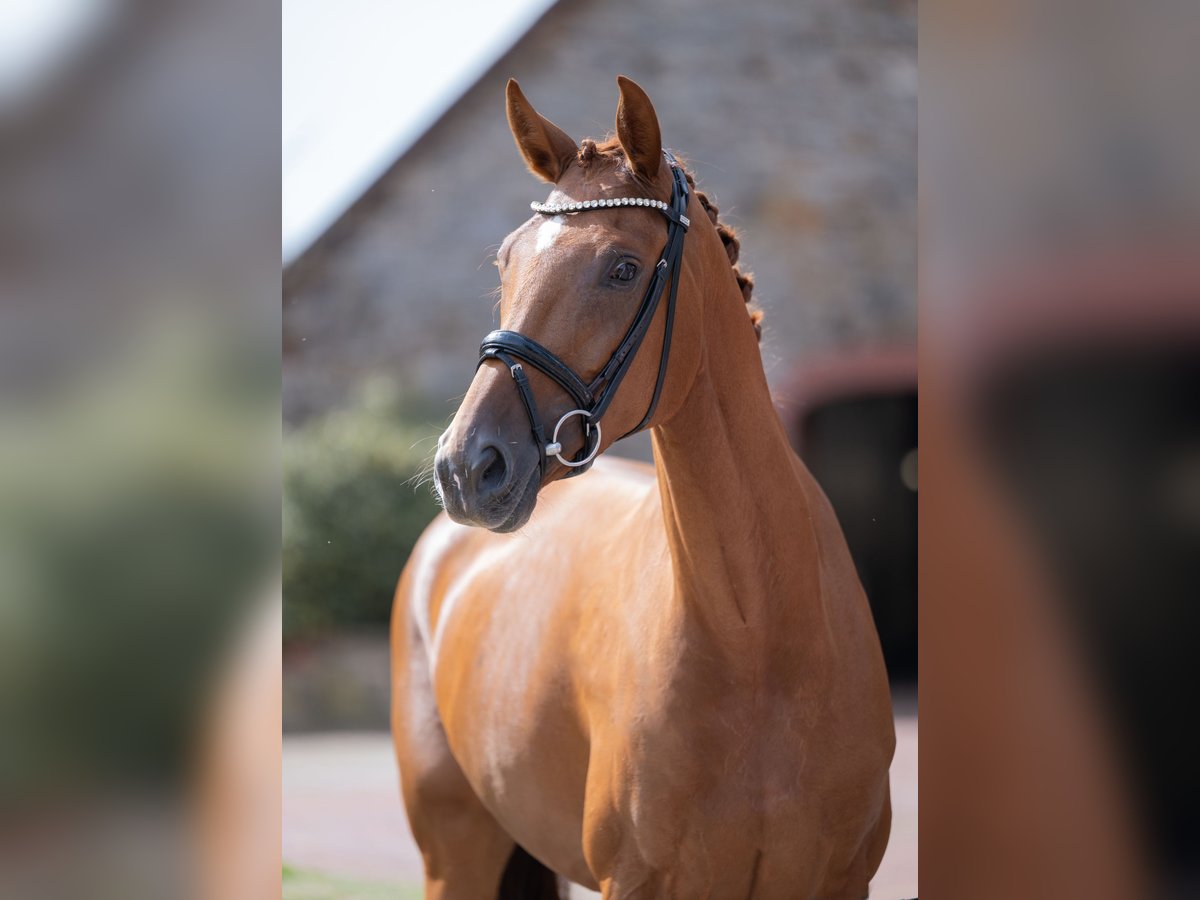 Oldenburg Mare 4 years 16,1 hh Chestnut-Red in Bramsche