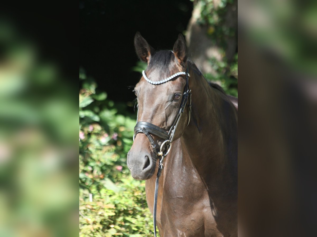 Oldenburg Mare 4 years 16,1 hh Smoky-Black in Bad Zwischenahn