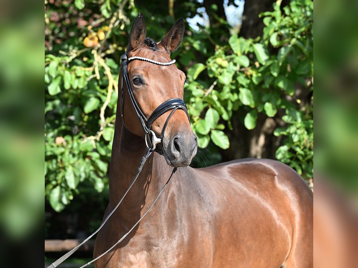 Oldenburg Mare 4 years 16,2 hh Bay-Dark in Bad Bevensen