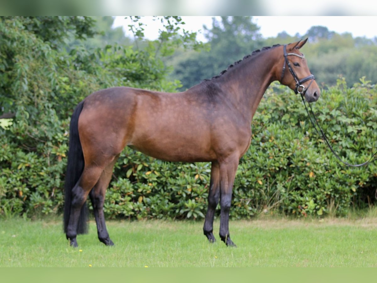 Oldenburg Mare 4 years 16,2 hh Bay-Dark in Hatten
