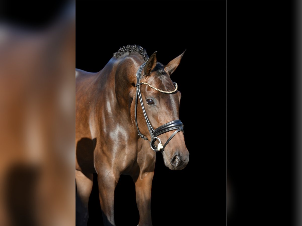 Oldenburg Mare 4 years 16,2 hh Bay-Dark in Emstek