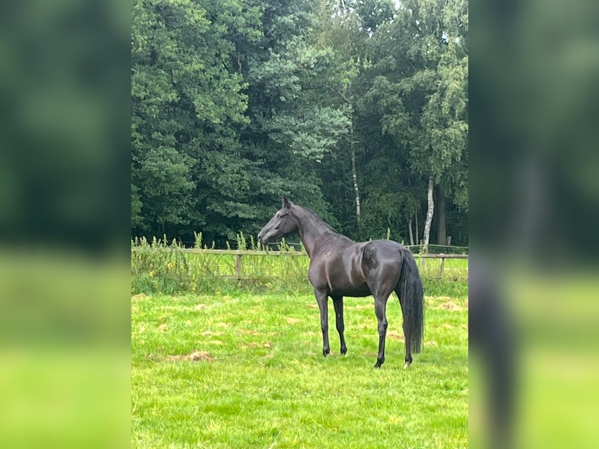 Oldenburg Mare 4 years 16,2 hh Black in Deinste