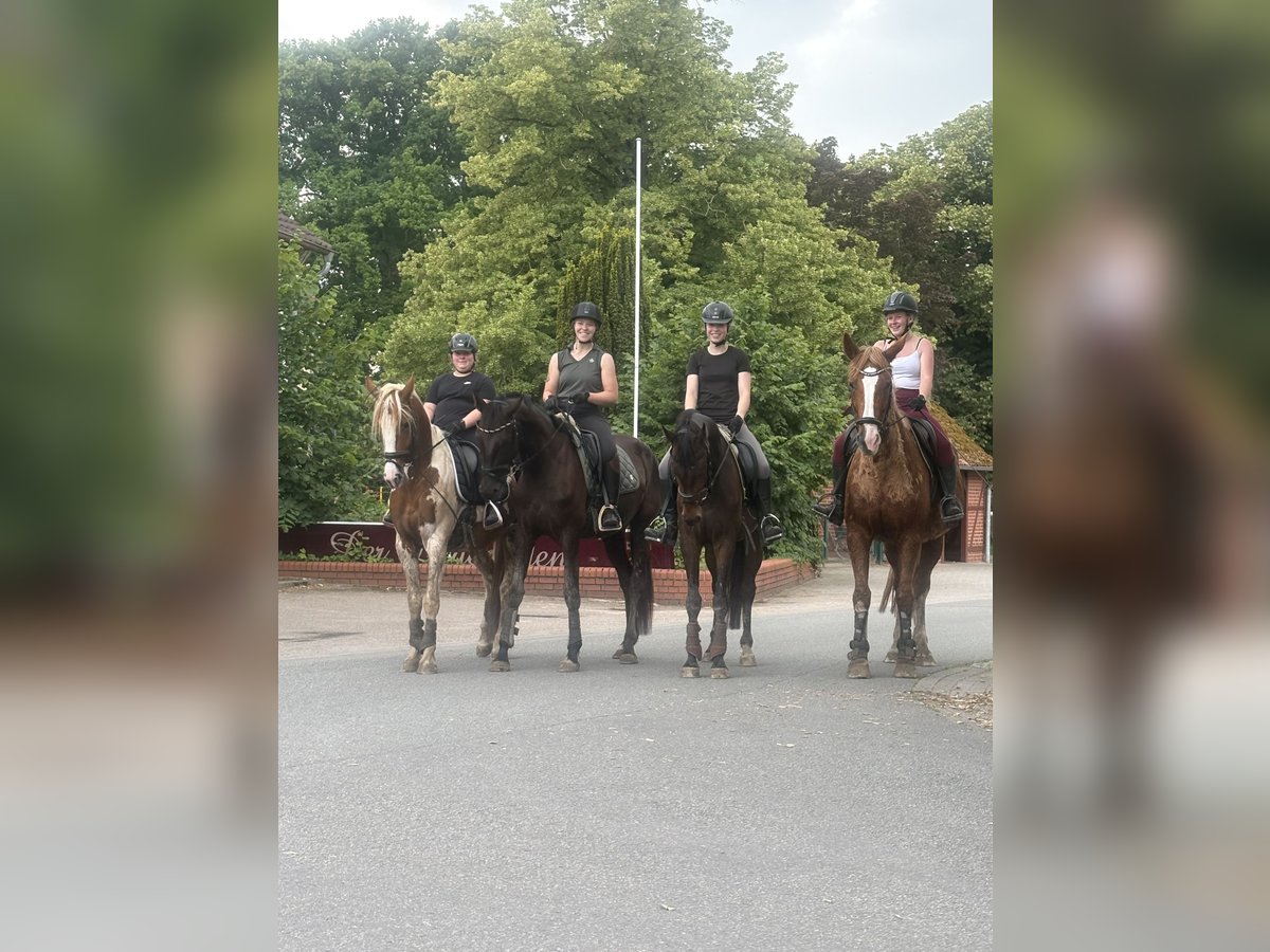 Oldenburg Mare 4 years 16,2 hh Black in Brockum