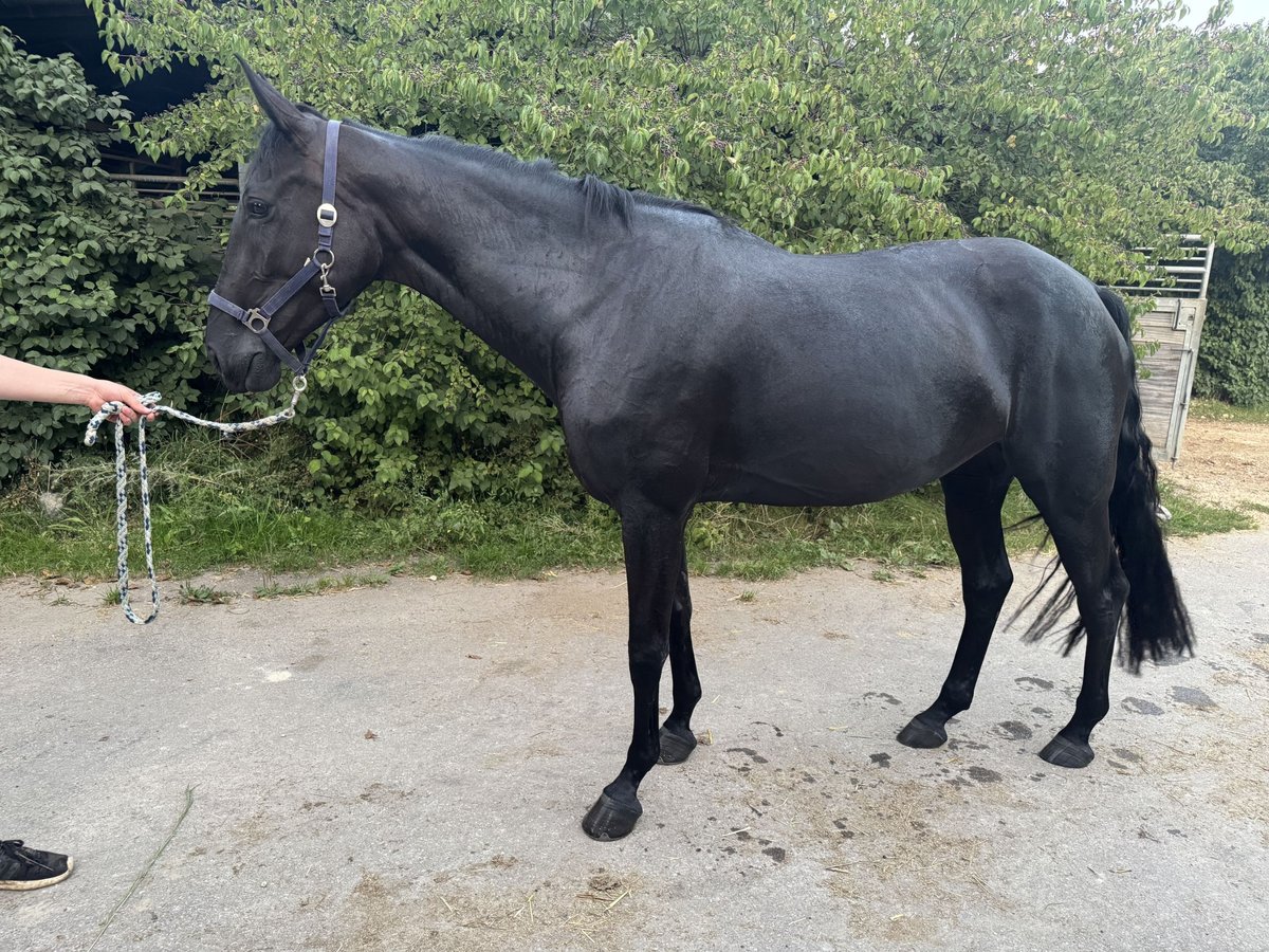 Oldenburg Mare 4 years 16,2 hh Black in Salach