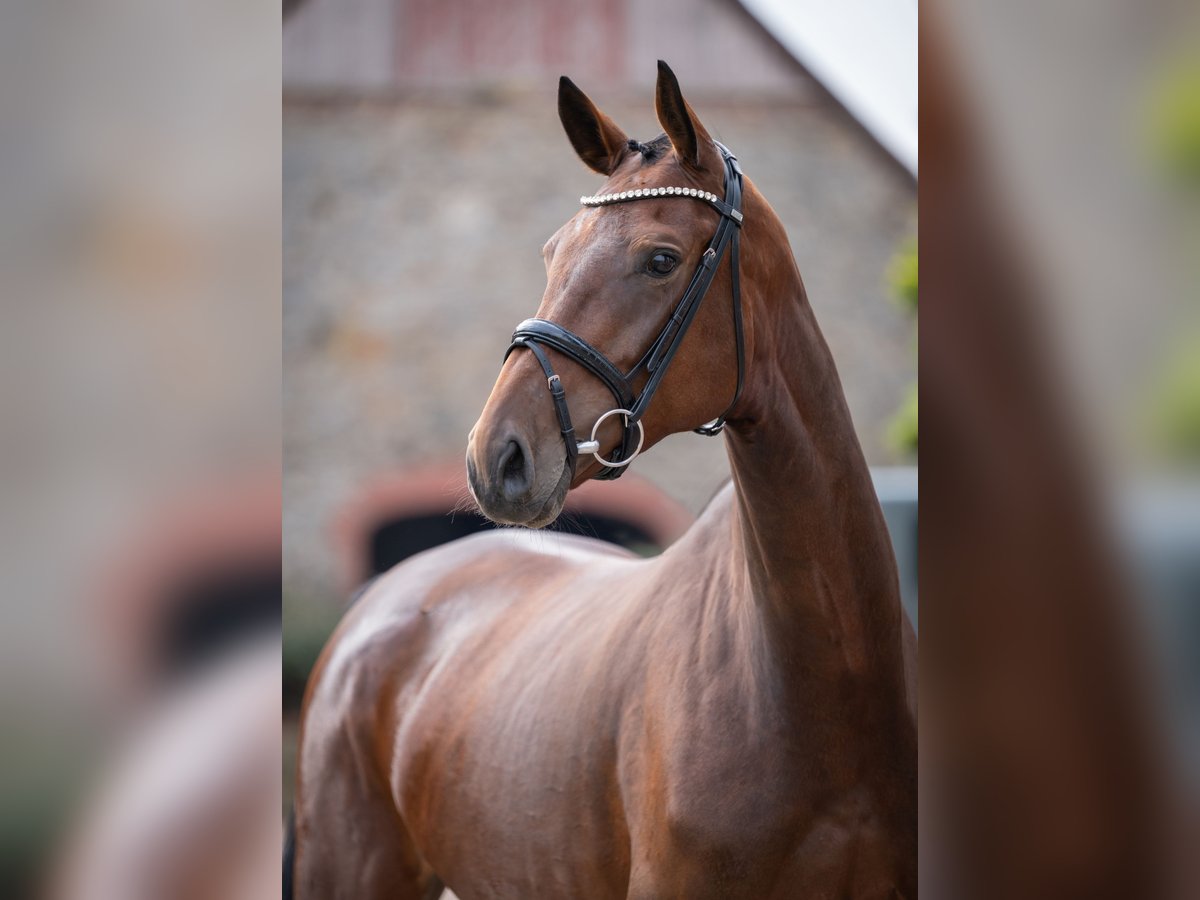 Oldenburg Mare 4 years 16,2 hh Brown in Bramsche