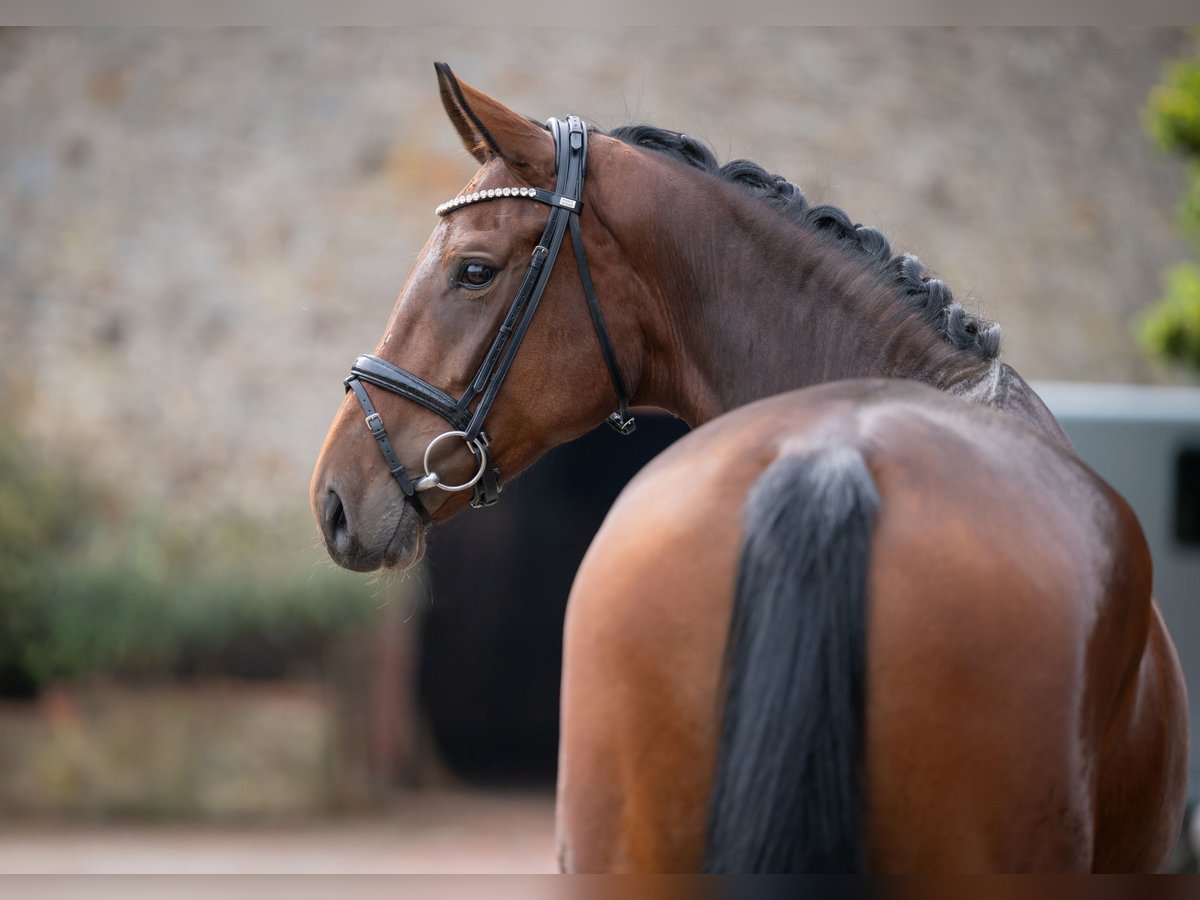 Oldenburg Mare 4 years 16,2 hh Brown in Bramsche