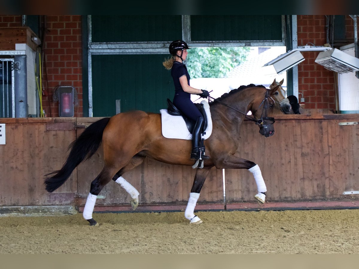 Oldenburg Mare 4 years 16,2 hh Brown in Lienen