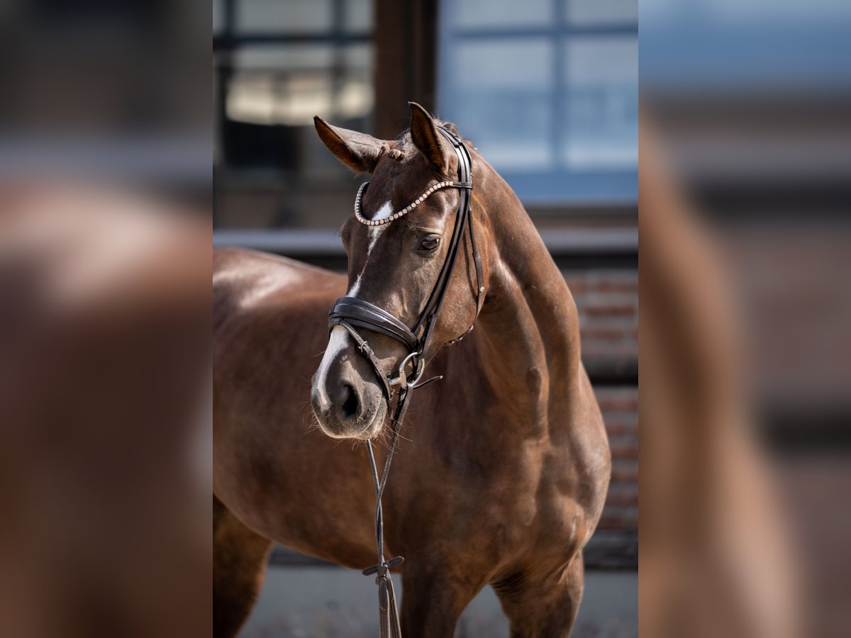Oldenburg Mare 4 years 16,2 hh Chestnut in Heidesheim am Rhein