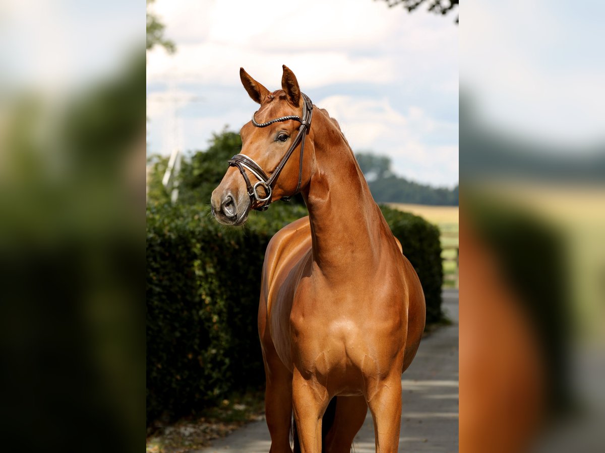Oldenburg Mare 4 years 16,2 hh Chestnut-Red in Vechta