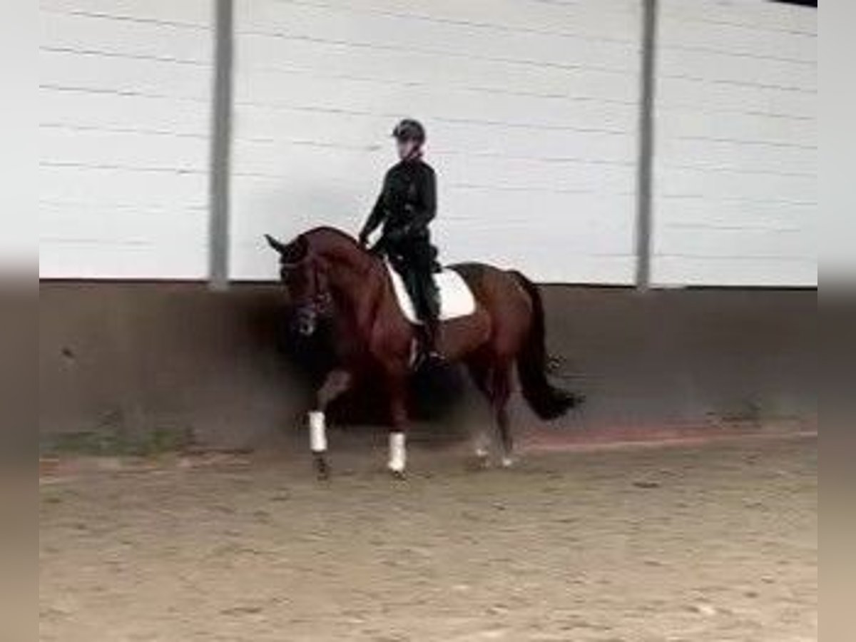 Oldenburg Mare 4 years 16,2 hh Chestnut-Red in Papenburg
