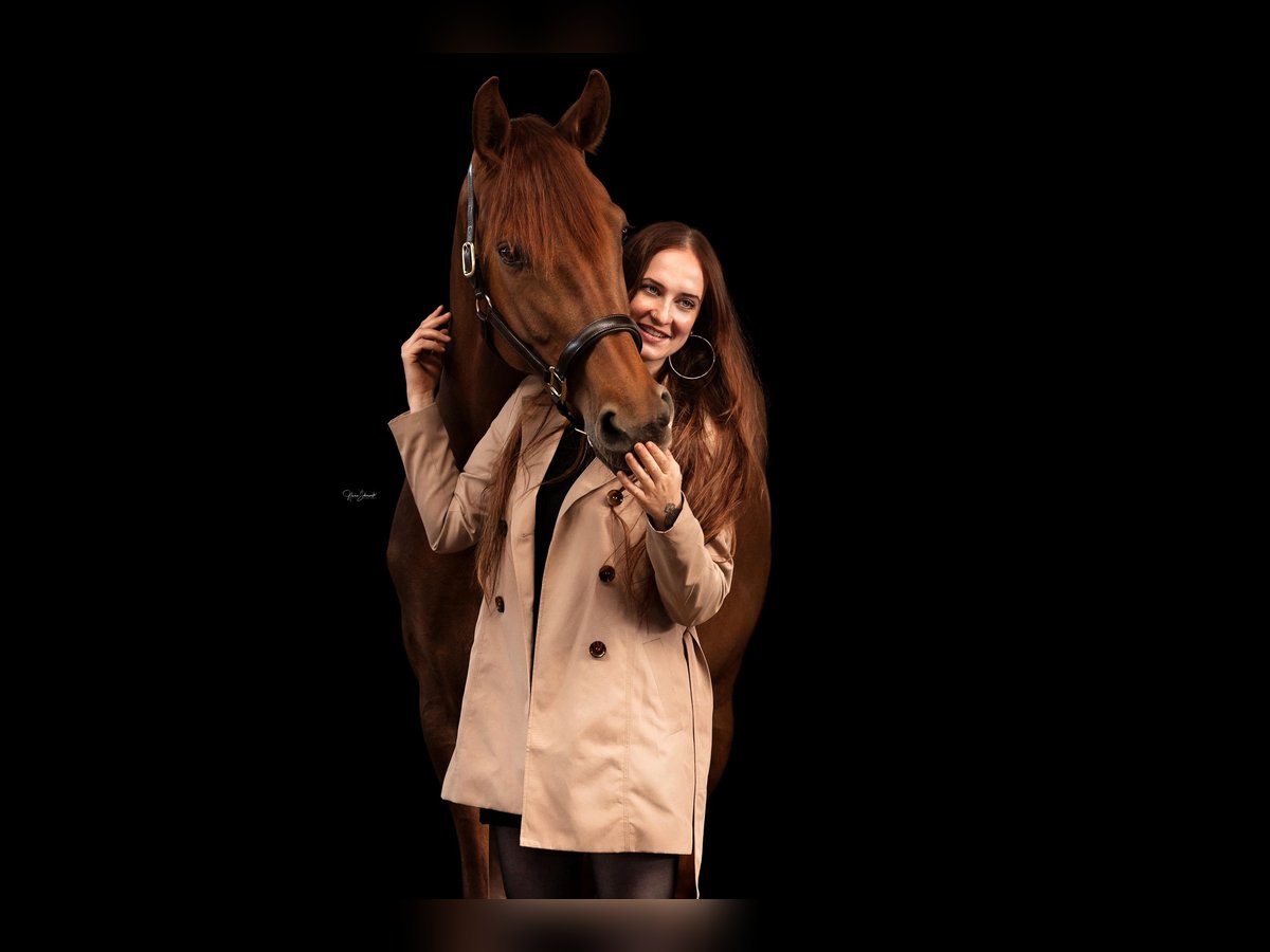 Oldenburg Mare 4 years 16,2 hh Chestnut-Red in Haale