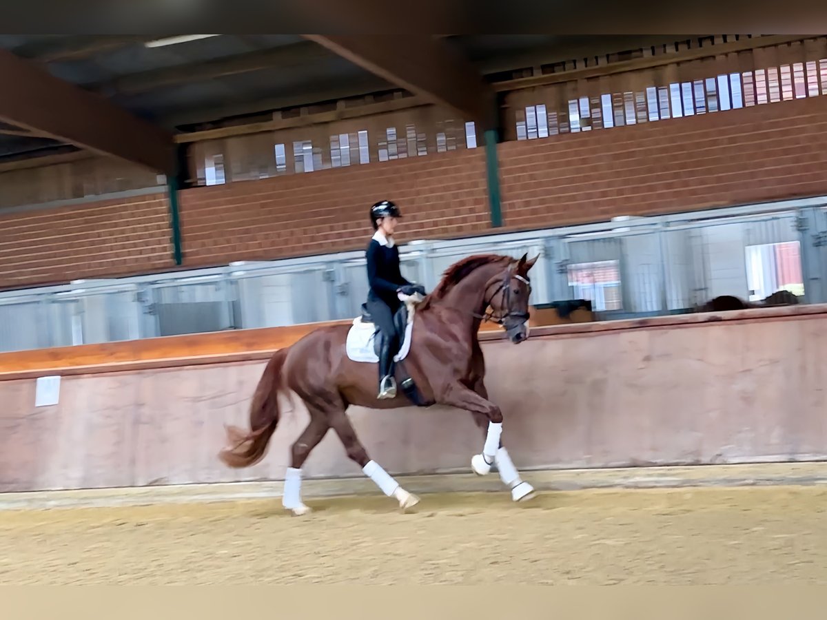 Oldenburg Mare 4 years 17,1 hh Chestnut-Red in Lienen