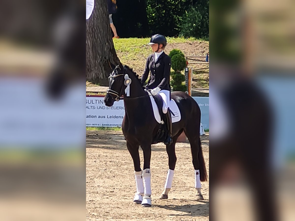 Oldenburg Mare 4 years 17 hh Black in Lauenau
