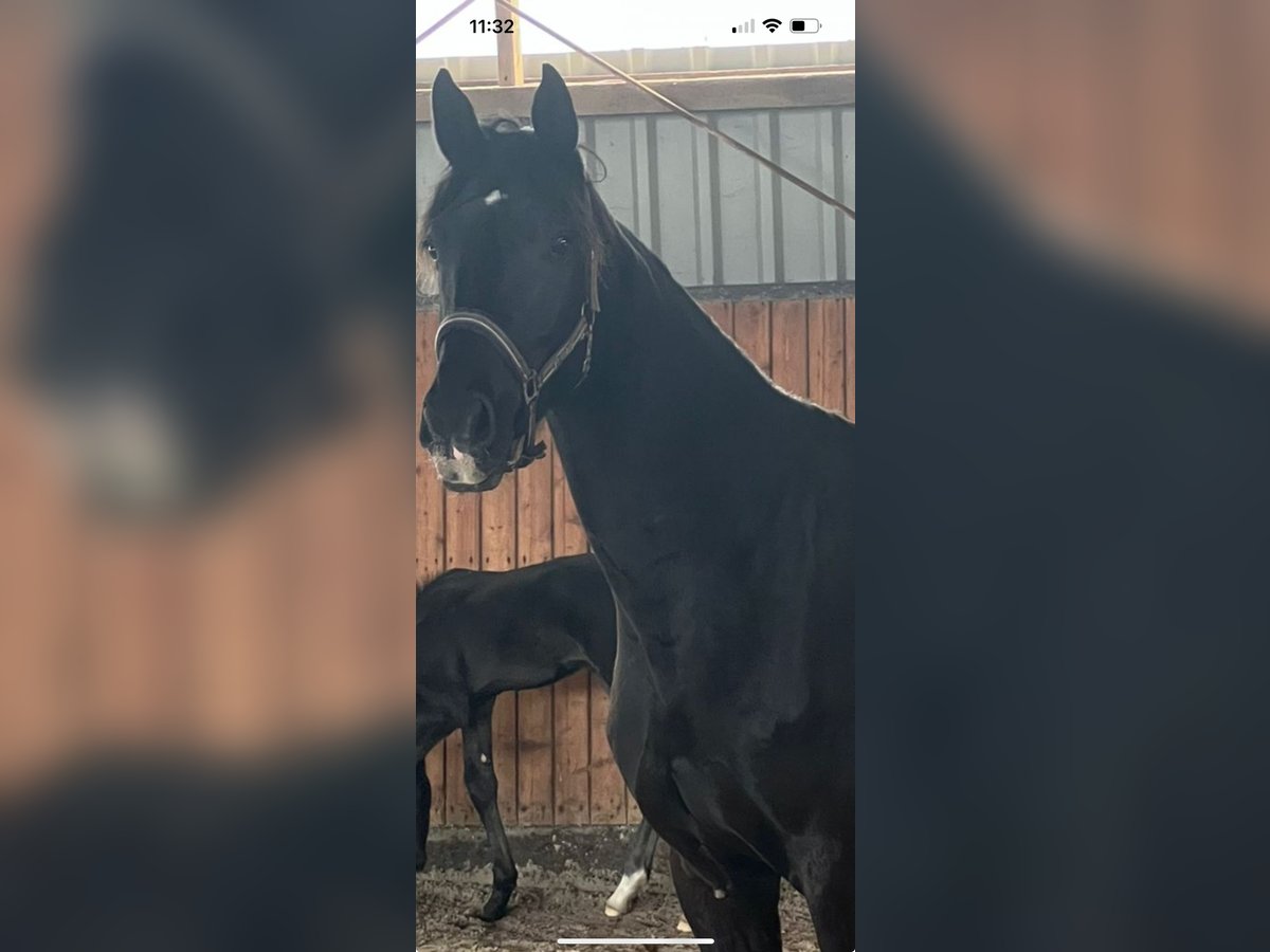 Oldenburg Mare 4 years 17 hh Black in Tespe