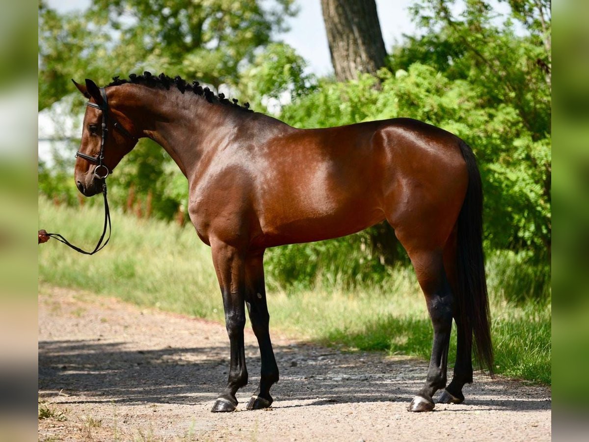 Oldenburg Mare 4 years 18 hh in Gyula