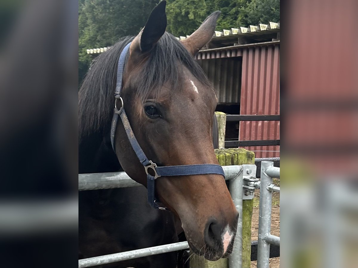 Oldenburg Mare 4 years Bay-Dark in Gr&#xF6;nheim ( Landkreis Cloppenburg )