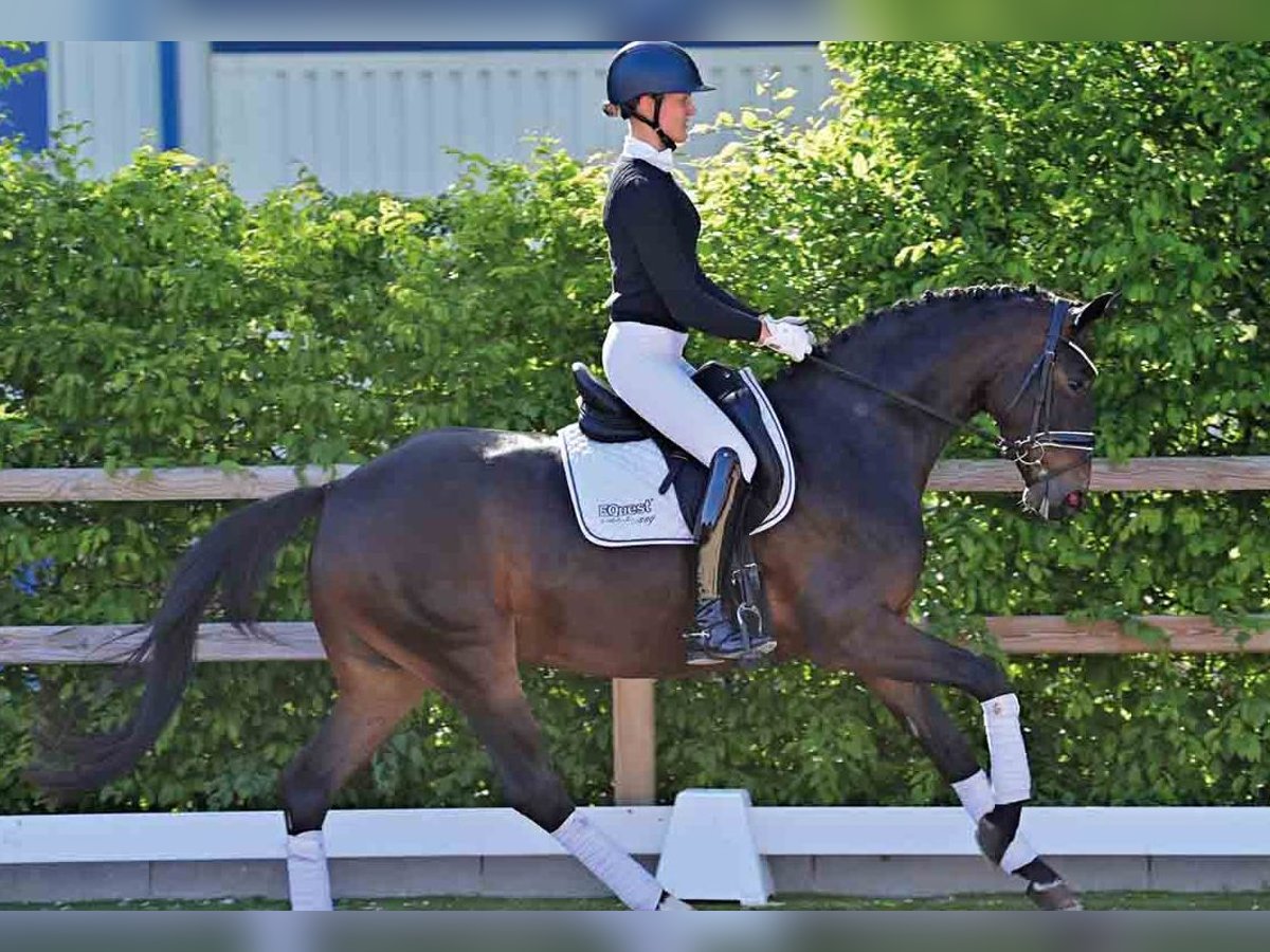 Oldenburg Mare 4 years Bay-Dark in Vechta