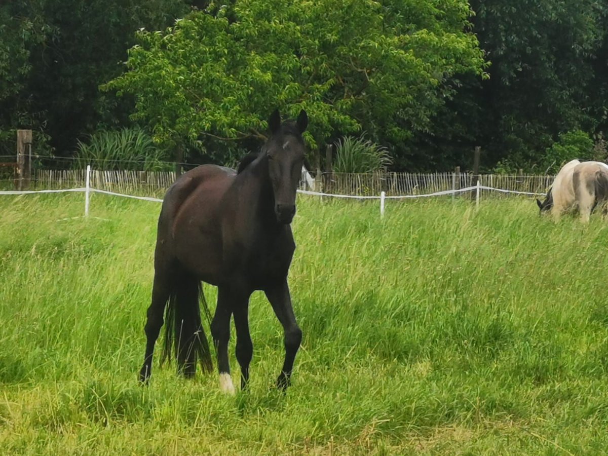 Oldenburg Mare 4 years Black in Fuldabrück