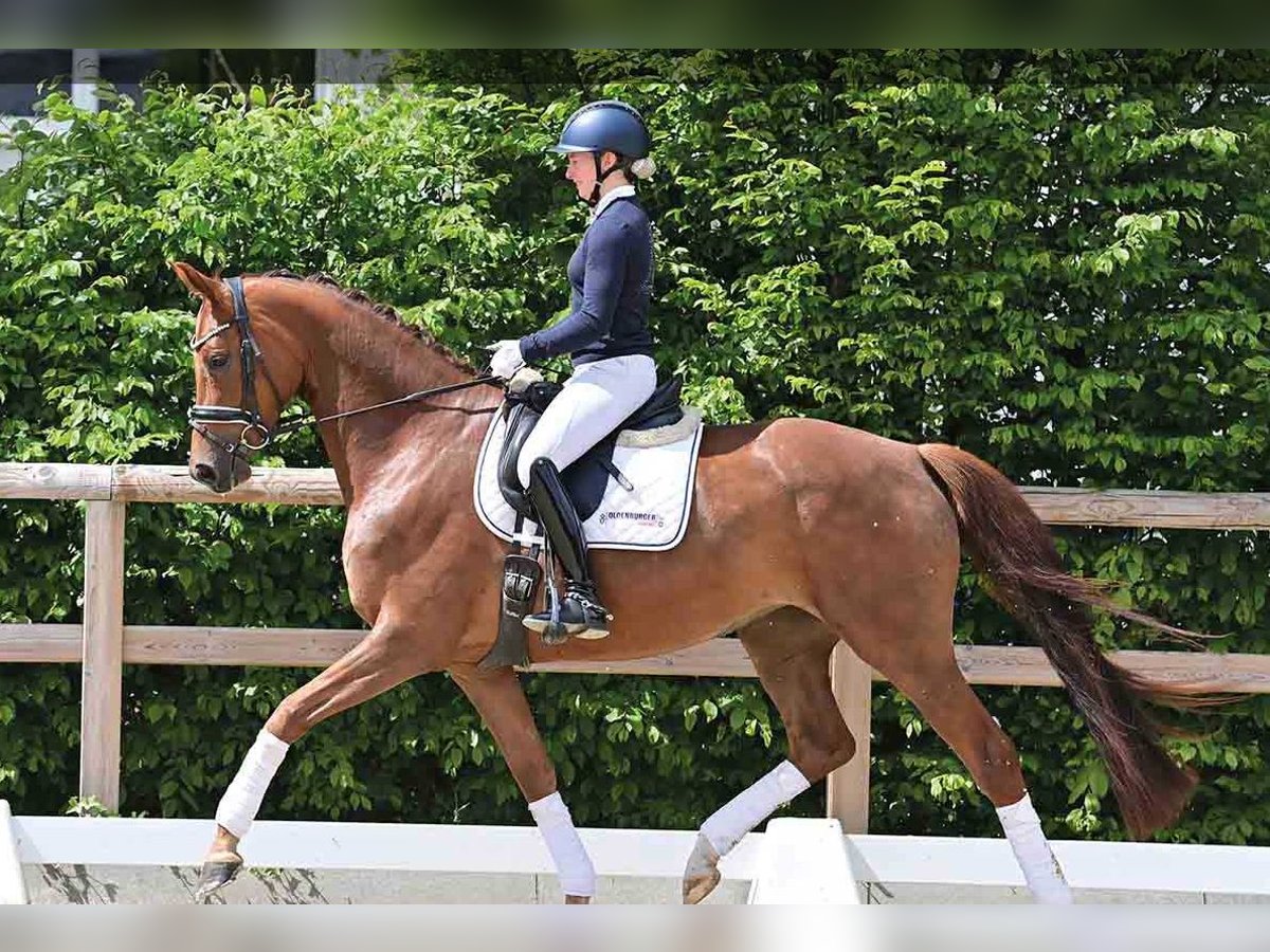 Oldenburg Mare 4 years Chestnut in vechta