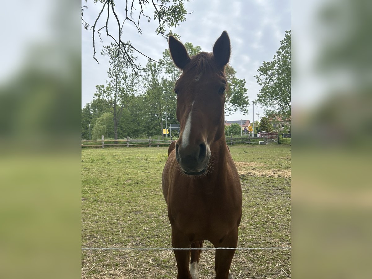 Oldenburg Mare 4 years Chestnut-Red in K&#xFC;hren-Burkartshain