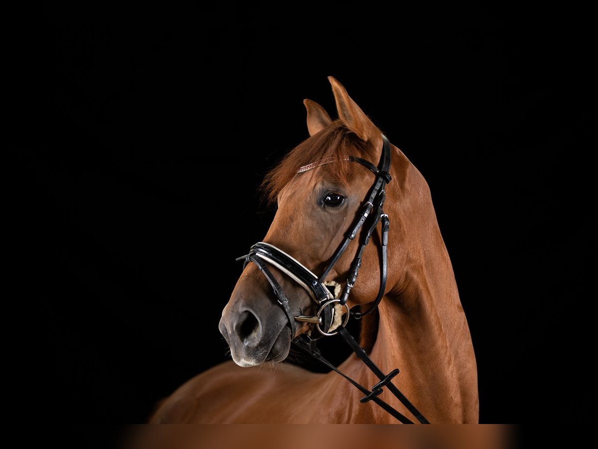 Oldenburg Mare 4 years Chestnut-Red in Bodenwöhr