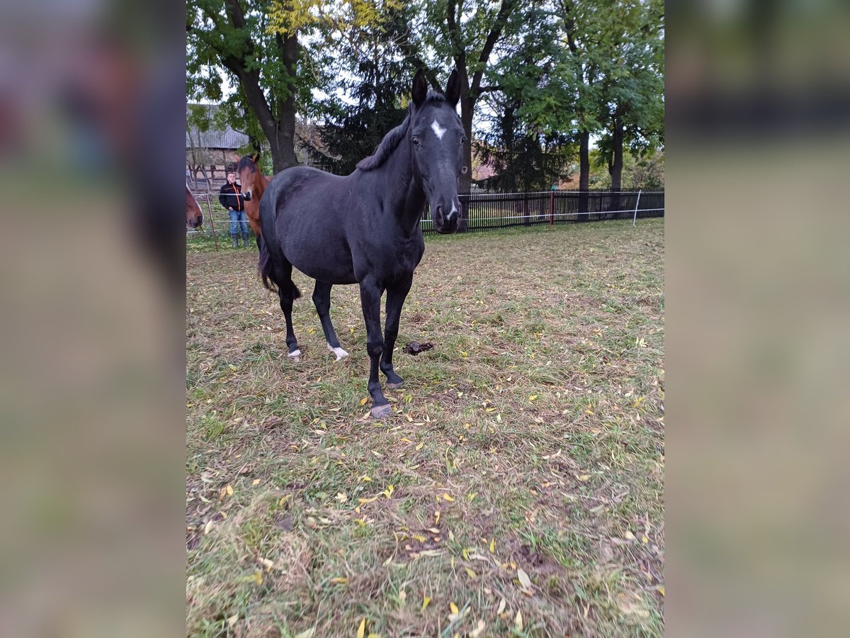 Oldenburg Mare 5 years 15,2 hh Black in Georgenthal OT Gospiteroda